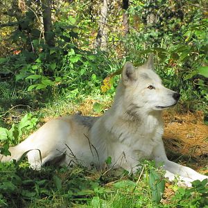 Minnesota Zoo 2010 - Gray Wolf in Minnesota Trail