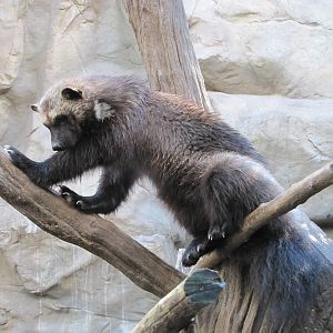 Minnesota Zoo 2010 - Wolverine in Minnesota Trail