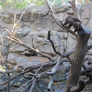 Minnesota Zoo 2010 - Wolverine exhibit in Minnesota Trail