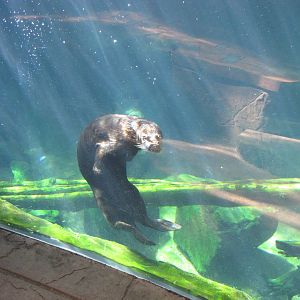 Minnesota Zoo 2010 - More of that amazing Sea Otter