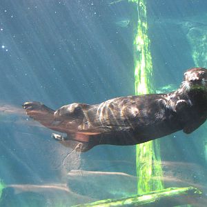 Minnesota Zoo 2010 - More of that amazing Sea Otter