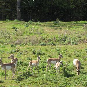Minnesota Zoo 2010 - Pronghorn