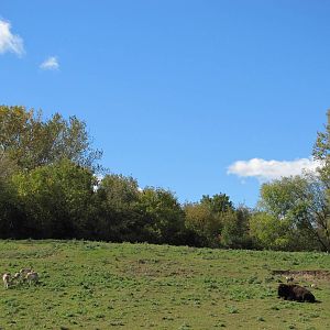 Minnesota Zoo 2010 - Pronghorn and American Bison