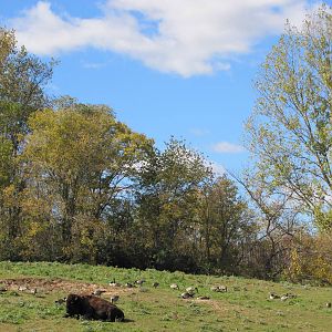 Minnesota Zoo 2010 - American Bison and Canada Geese