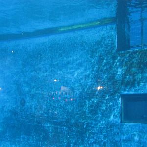 Minnesota Zoo 2010 - Underwater view of Dolphin pool in Discovery Bay