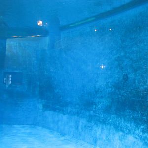 Minnesota Zoo 2010 - Underwater view of Dolphin pool in Discovery Bay