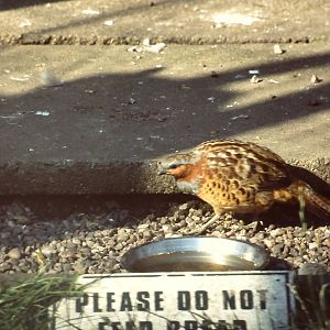 Chinese Bamboo Partridge