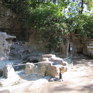Saint Louis Zoo 2010 - Front of Humboldt Penguin exhibit