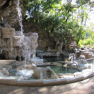 Saint Louis Zoo 2010 - Humboldt Penguin exhibit