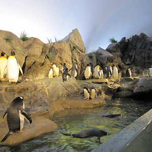 Saint Louis Zoo 2010 - Open space between Penguins and People
