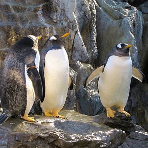 Saint Louis Zoo 2010 - Gentoo Penguins in Penguin and Puffin Coast