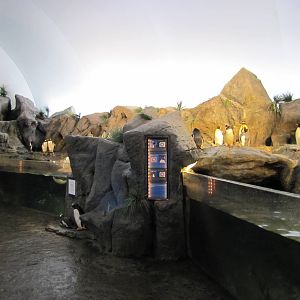 Saint Louis Zoo 2010 - Penguin exhibit in Penguin and Puffin Coast