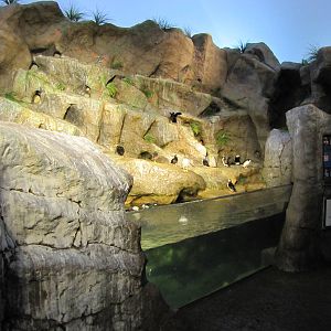 Saint Louis Zoo 2010 - Puffin exhibit in Penguin and Puffin Coast