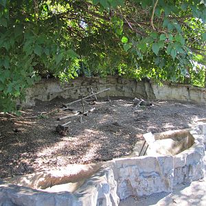 Saint Louis Zoo 2010 - Prairie Dog exhibit