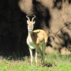 Saint Louis Zoo 2010 - Soemmerrings Gazelle in Red Rocks