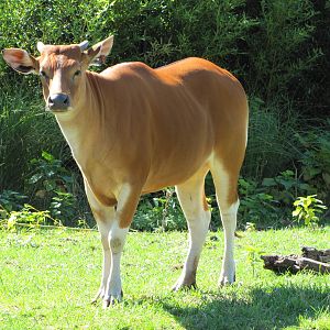 Saint Louis Zoo 2010 - Banteng in Red Rocks