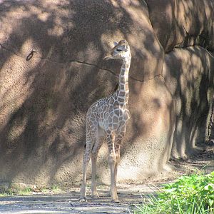 Saint Louis Zoo 2010 - Young Giraffe calf in Red Rocks