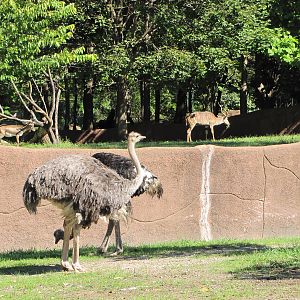 Saint Louis Zoo 2010 - Ostrich, Lesser Kude and Cuviers Gazelle in Red Rock