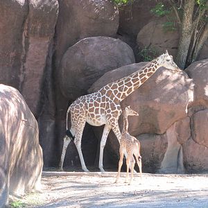 Saint Louis Zoo 2010 - Giraffe and calf in Red Rocks