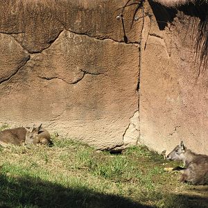 Saint Louis Zoo 2010 - Central Chinese Goral in Red Rocks