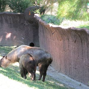 Saint Louis Zoo 2010 - Sichuan Takin and calf in Red Rocks