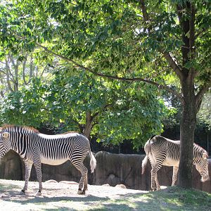 Saint Louis Zoo 2010 - Grevy Zebra in Red Rocks