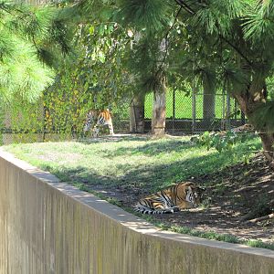 Saint Louis Zoo 2010 - Part of Amur Tiger exhibit in Big Cat Country
