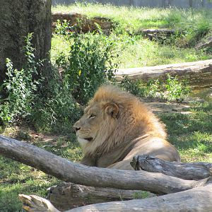 Saint Louis Zoo 2010 - African Lion in Big Cat Country