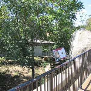 Saint Louis Zoo 2010 - Part of African Lion exhibit in Big Cat Country