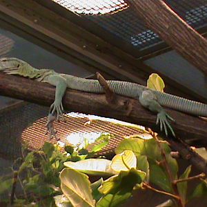 Green tree monitor 061110