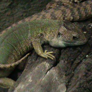 Lacerta viridis 061110