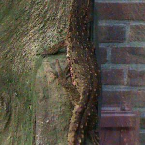 Shinisaurus crocodilurus 061110