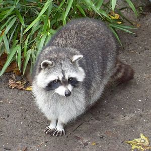 Raccoon 061110
