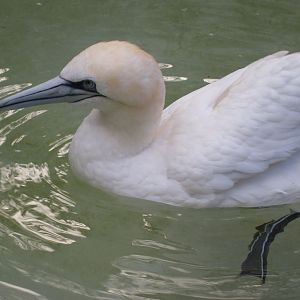 Northern gannet 061110