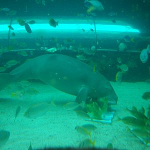 dugong