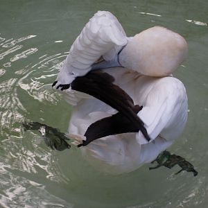 Northern gannet 061110