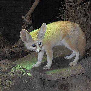 Fennec fox 061110