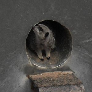 Meerkat 061110