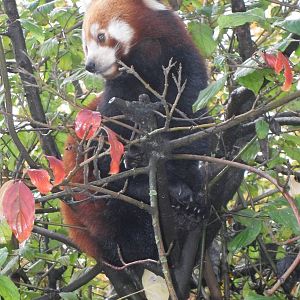 Red panda 061110