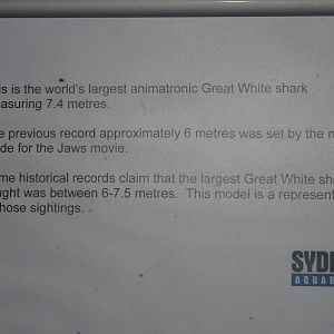 sign for animatronic great white shark