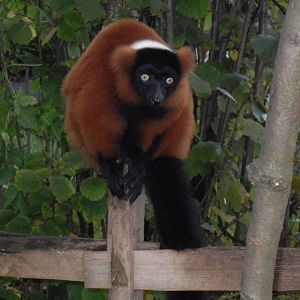 Red ruffed lemur 061110