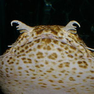 ornate wobbegong (Orectolobus ornatus)