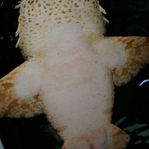 ornate wobbegong (Orectolobus ornatus)