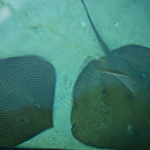 stingrays