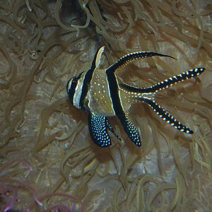 Banggai cardinalfish (Pterapogon kauderni)