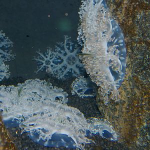 upside-down jellyfish (Cassiopeia andromeda)