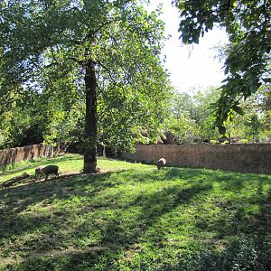 Saint Louis Zoo 2010 - Babirusa exhibit in Red Rocks