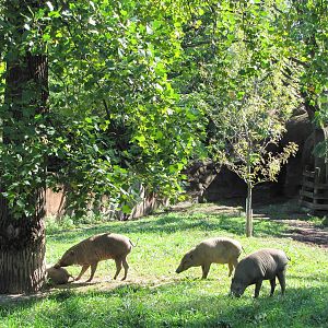 Saint Louis Zoo 2010 - Babirusa in Red Rocks