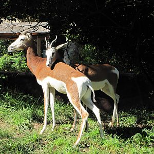Saint Louis Zoo 2010 - Mhorr Gazelle in Red Rocks
