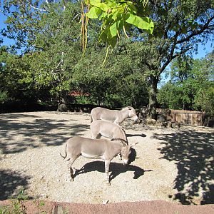 Saint Louis Zoo 2010 - Somali Wild Ass in Red Rocks